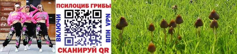 Галлюциногенные грибы Psilocybe Сосенский
